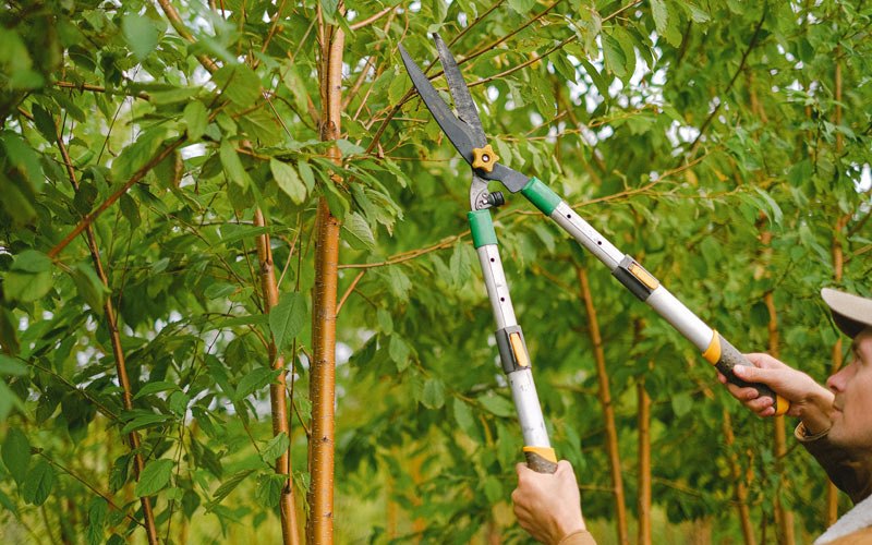 Tree trimming in Gardiner, NY