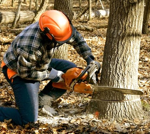 Tree Removal in Gardiner, NY